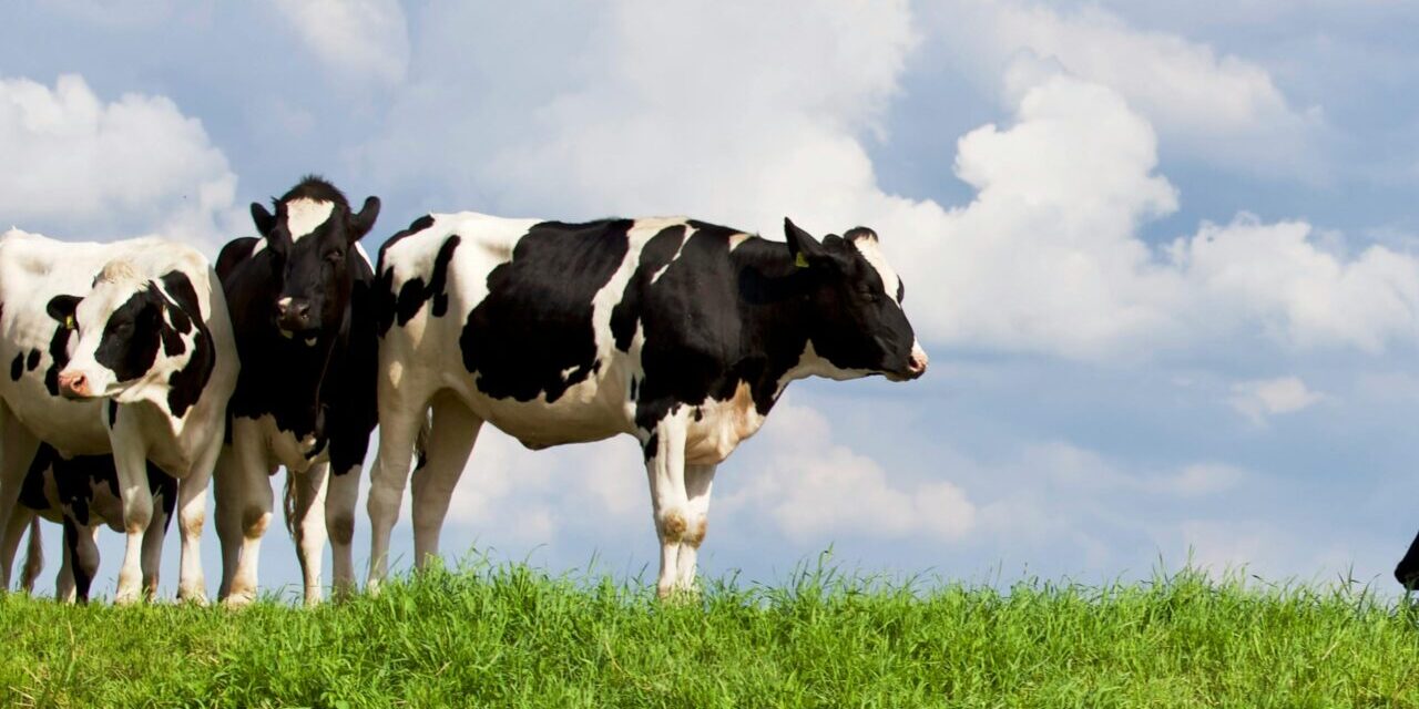 Holstein cows grazing on lush green pasture in Hardenberg, Netherlands.